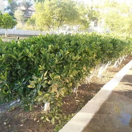 公寓 Elenas Garden *
